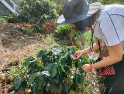 Waktu Libur, Bupati Yasti Pilih Berkebun Kopi