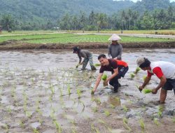 Ikut Tanam Padi, Bupati Joune Ganda Ajak Masyarakat Manfaatkan Lahan Tidur