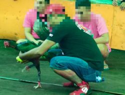 Aktivitas Judi Sabung Ayam di Pangian Tengah Meresahkan, Pemdes Diminta Bertindak