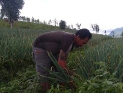 Stok Kosong, Permintaan Pasar Membludak, Harga Kentang di Modoinding Naik 100 Persen
