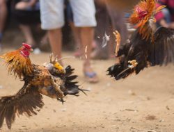 Kecamatan Lolayan jadi Incaran Judi Sabung Ayam, Pindahan dari Tower ?