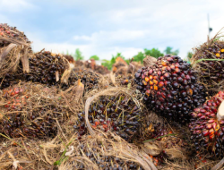 Sawit Diambil Alih Malaysia dari Indonesia