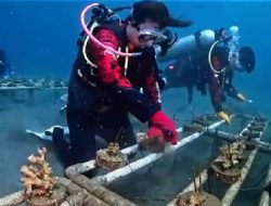 Peringati World Ocean Day, Reeformers Giatkan Transplantasi Karang