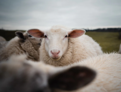 Jelang Idul Adha, Pemkab Perketat Pengawasan Hewan Qurban yang Masuk Bolsel