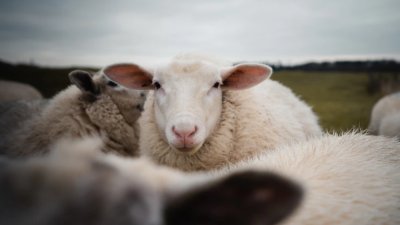 Jelang Idul Adha, Pemkab Perketat Pengawasan Hewan Qurban yang Masuk Bolsel