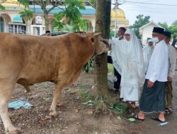 Yasti Serahkan Sapi Kurban Limosin Seberat Hampir 1 Ton