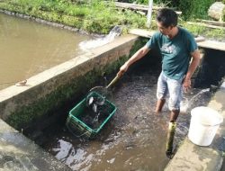 PLN Kembangkan Electrifying Agriculture di Kampung Budidaya Perikanan Minahasa Utara