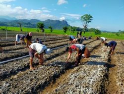 Warga Desa Lampoko Kian Sejahtera, Raup Ratusan Juta dari Bantuan Bibit Bawang Merah PLN