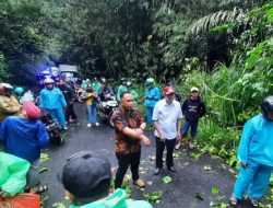 Salut, Bupati ROR Bantu Warga Nyaris Korban Pohon Tumbang