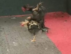 Judi Sabung Ayam Kembali Marak di Kotamobagu, Kapolres: Kita Tindak Lanjuti