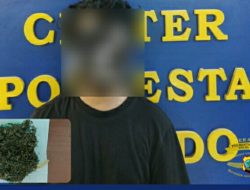 Terima Kiriman 1 Paket Ganja Kering, Pria asal Halmahera Utara ini Diciduk Tim Satresnarkoba Polresta Manado