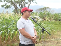 Panen Jagung di Minahasa, Wagub Kandouw Ungkap Jemaat Akan Terima KUR 50-100 Juta