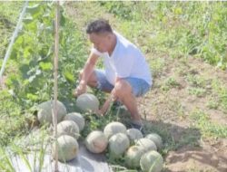 Gubernur Sulut Olly Dondokambey Panen Melon di Kebun Kolongan