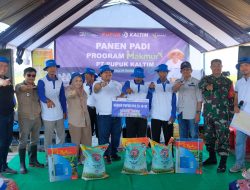 Program Makmur Pupuk Kaltim Dongkrak Hasil Padi Pinrang hingga 9,1 Ton Per Hektare
