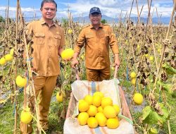Panen Melon Golden di Desa Barakati, Sekda Provinsi Gorontalo: Ini Perkuat UMKM