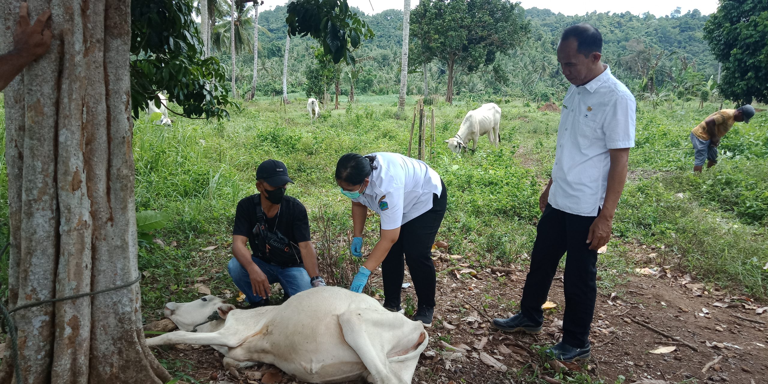 PELAYANAN: Petugas kesehatan hewan saat melakukan pemeriksaan ternak sapi milik warga.