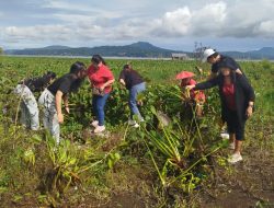 Kaloh : Setiap Jumat Angkat Eceng Gondok di Danau Tondano