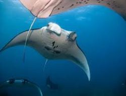 Mengenal Perilaku Unik Ikan Manta Ray (Manta Alfredy)