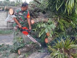 Babinsa Kodim 1309/Manado Evakuasi Pohon Tumbang Jalan Trans Manado Tanawangko