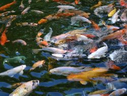Ribuan Ikan Koi Terlepas ke Danau Limboto Akibat Banjir Besar di Gorontalo