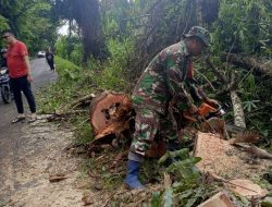 Babinsa Koramil 1309-01/STB Kodim 1309/Manado Sigap Atasi Pohon Tumbang