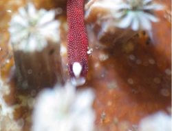 Diversifikasi Produk Wisata Manado dengan Biota Eksotik Ikan Pipa Pughead Braun di Dive Site Mua Pantai Malalayang Manado