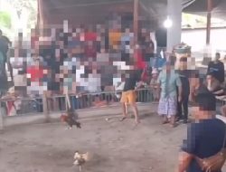 Judi Sabung Ayam Box dan Ayam Pisau di Desa Mopugad Tak Tersentuh Hukum
