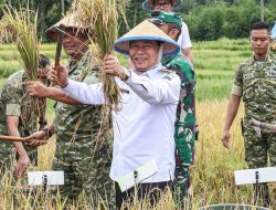 Wagub Victor Mailangkay Panen Padi di Taratara Tomohon Barat