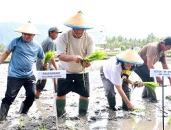 Gubernur YSK Tanam Padi di Bolmong, Tegaskan Swasembada Pangan Dibangun dari Lapangan
