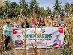 Polsek Bersama Pemerintah Kecamatan Ratatotok Panen Jagung