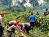 Brimob Polda Sulut Gerak Cepat, Pohon Tumbang di Jalur Warembungan-Sea Berhasil Dievakuasi