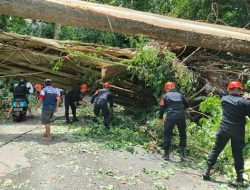 Personel Satbrimob Polda Sulut Evakuasi Pohon Tumbang di Jalan Warembungan-Sea, Lalu Lintas Kembali Lancar