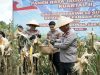 Polda Sulut Gelar Panen Raya Jagung Serentak Kuartal II di Sonder