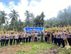 Polresta Manado Gelar Panen Raya Jagung Serentak Kuartal II