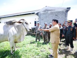 Wujud Kepedulian, Gubernur Yulius Serahkan Sapi Kurban Bantuan Presiden RI di Bolmong