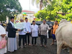 Idul Adha 1447 H, Pegadaian Kanwil V Manado Berkurban 33 Sapi dan 49 Kambing