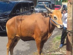 Perputaran Uang untuk Pembelian Hewan Kurban di Sulut Capai 68.219.000.000