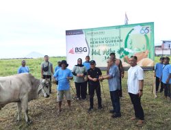 Bank SulutGo Salurkan 19 Ekor Sapi Kurban di Hari Raya Idul Adha 2026