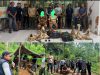 Penertiban PETI di Kawasan Taman Nasional Mengkang, Dua Warga Kelurahan Molinow Ditangkap Tim Gabungan