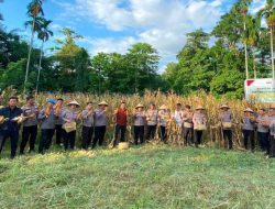 Wujud Nyata Dukung Ketahanan Pangan Nasional, Polresta Manado Panen Jagung di Kairagi Dua