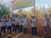 Dukung Swasembada Pangan 2026, Polresta Manado dan Biro Logistik Polda Sulut Panen Jagung di Mapanget