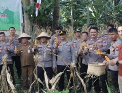 Polresta Manado Gelar Panen Jagung di Desa Sea, Perkuat Ketahanan Pangan Dukung Program Swasembada Pangan