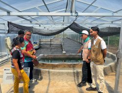 PLN UP3 Manado Perkuat Ketahanan Pangan Lokal melalui Program Pengembangan Budidaya dan Pengolahan Spirulina di Desa Tarabitan