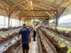 Lapas Amurang Budidayakan Ayam Petelur, WBP Dilatih Keterampilan Beternak