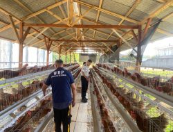 Lapas Amurang Budidayakan Ayam Petelur, WBP Dilatih Keterampilan Beternak
